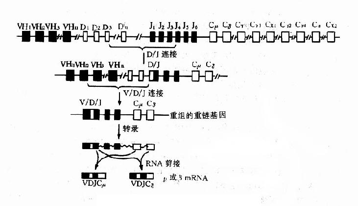 Ig重链基因及重组示意图