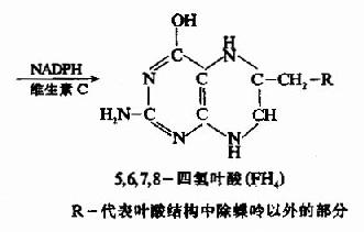 一、维生素B复合体