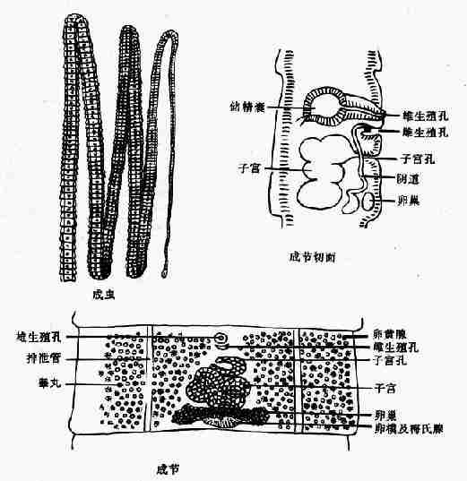 曼氏迭宫绦虫成虫