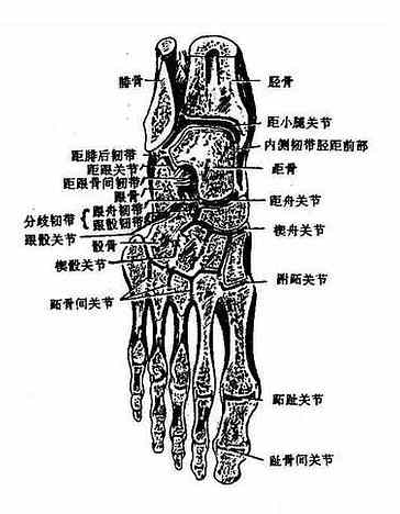 足关节水平切面