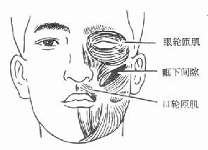 眶下蜂窝织炎发生的部位