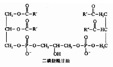 (一)分类及生理功能