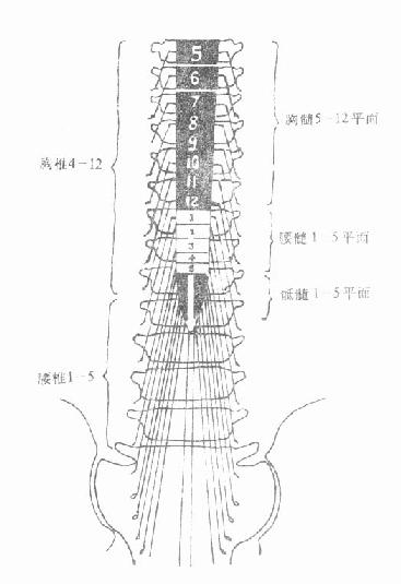 脊髓节段与椎体平面关系