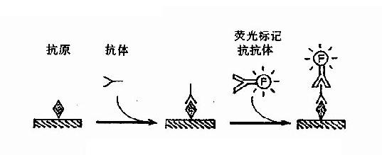 间接免疫荧光法原理示意图