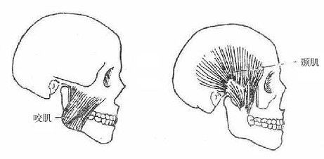 咬肌和颈肌