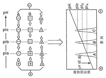 蛋白质的分离模式图