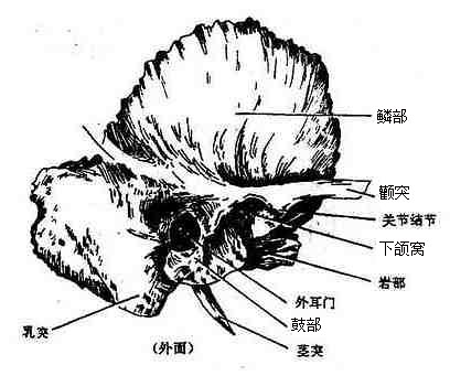 颞骨