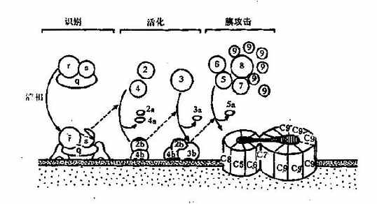 补体经典激活途径