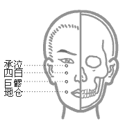 足阳明胃经穴