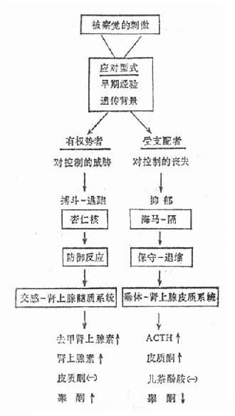 心理应激引起的神经内分泌后果