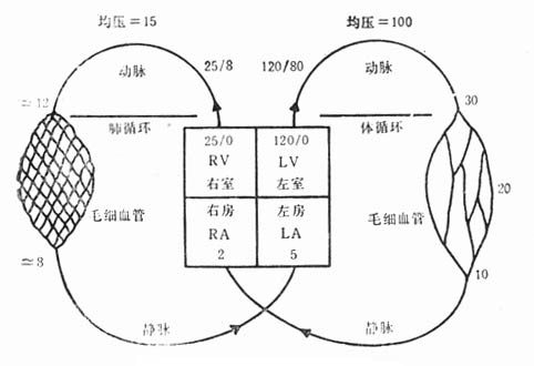 肺循环内的压力