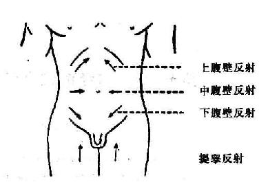 腹壁及提睾反