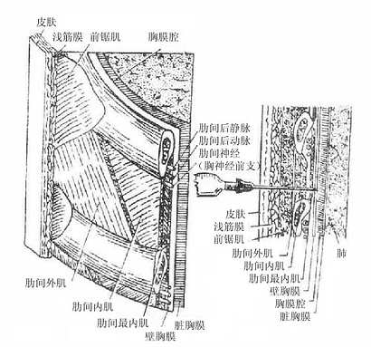 肋间神经、血管