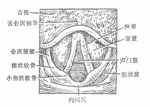 声门