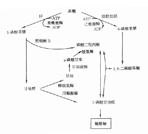 果糖代谢途径