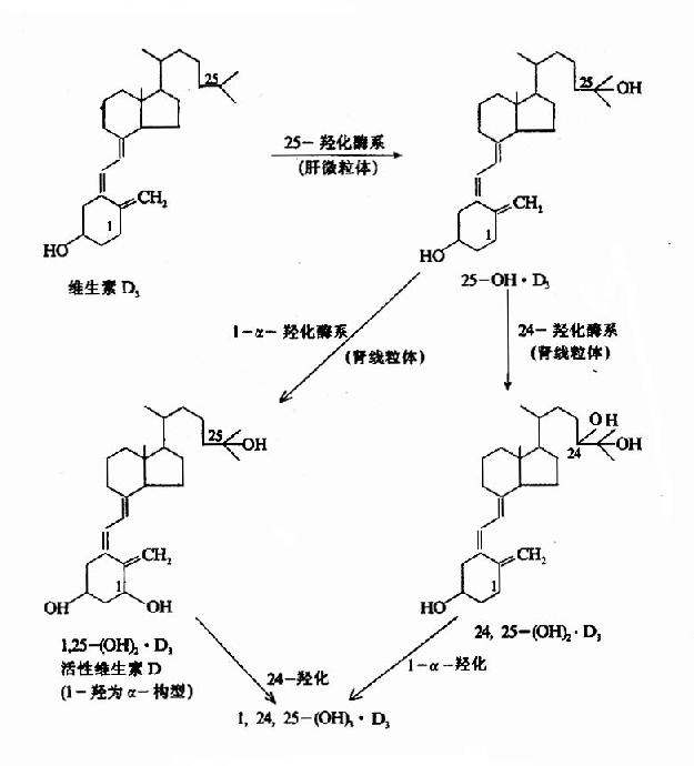 维生素D3的代谢