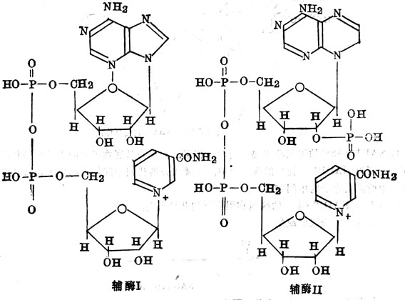  辅酶Ⅰ及Ⅱ的结构