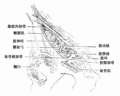 肌腔隙与血管腔隙