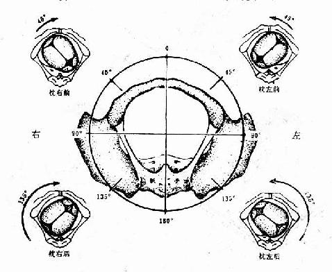 确定胎方位示意图(骨盆由下往上看)