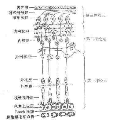 视网膜组织示意图