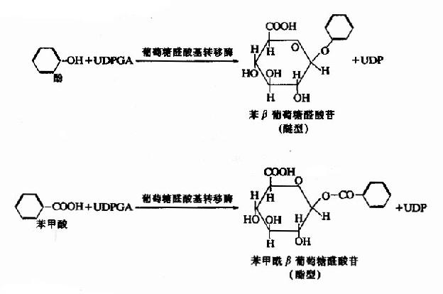 葡萄糖醛酸结合反应