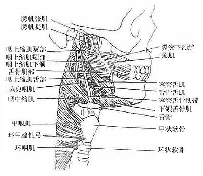 咽部肌（侧面观）