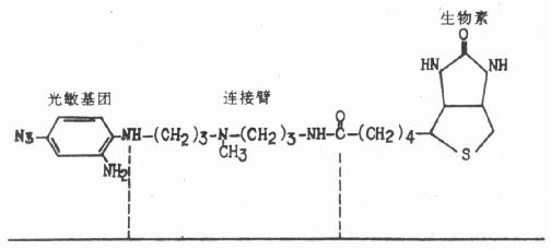 光敏生物素结构图 