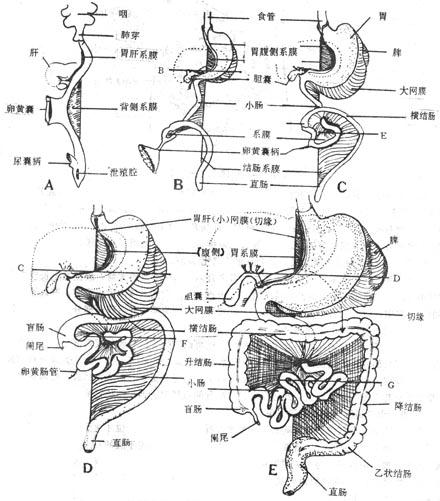 胃肠及腹膜发生过程