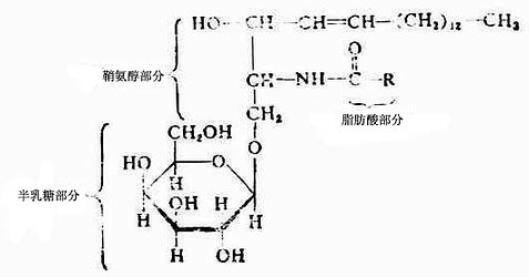 脑苷脂