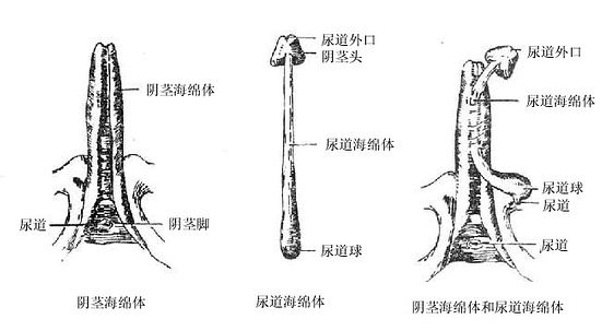 阴茎的海绵体