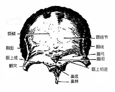 额骨（前面）