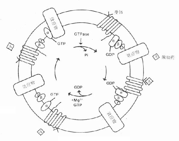 G-蛋白作用示意图