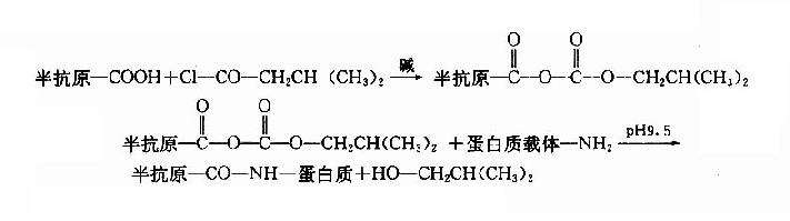 三、半抗原免疫原的制备