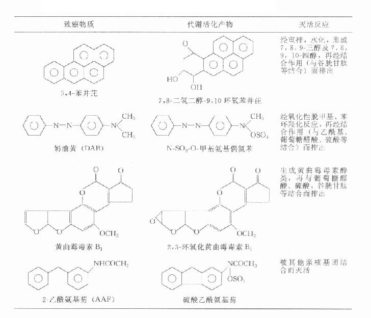 某些致癌物质的生物转化