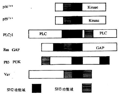 参与T细胞活化并含SH-2、SH-3结构域分子的模式图