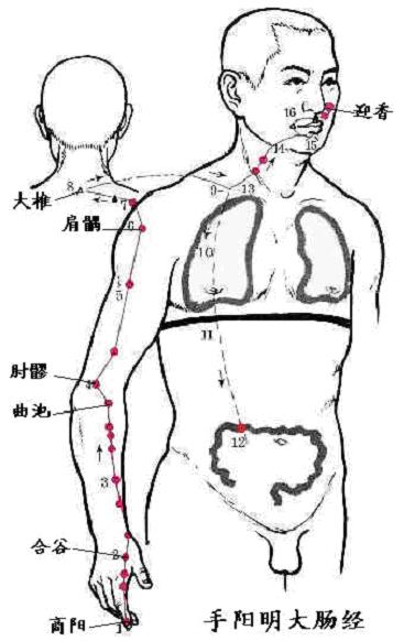 手阳明大肠经