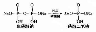 (二)成骨作用与钙化