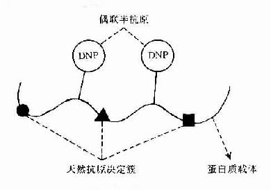 半抗原载体结合物