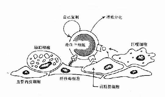 骨髓基质细胞与造血干细胞相互作用示意图