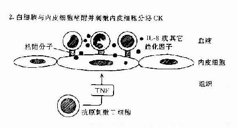 TH反应中动员白细胞的机制：T细胞和内皮细胞所起的作用。