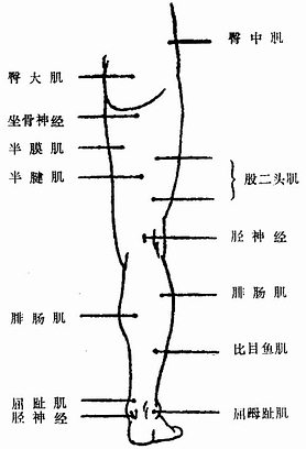 下肢后面的运动点