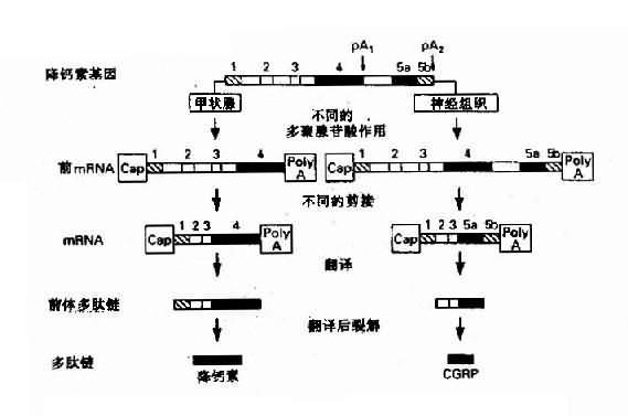 降钙基因在不同的细胞中产生不同的激素