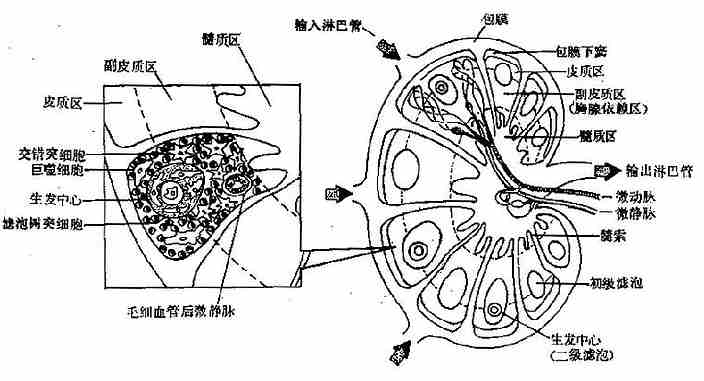 淋巴结结构示意图