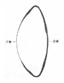 晶状体囊前后切片