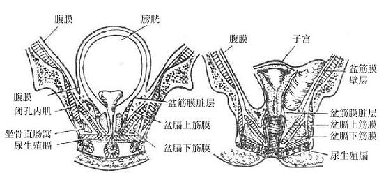 盆筋膜（男、女盆腔额状断面）