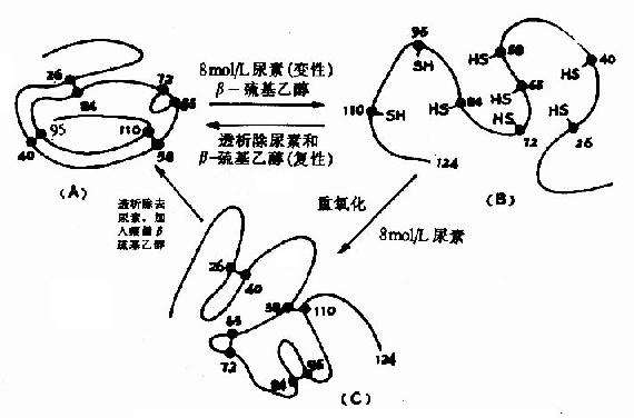 核糖核酸酶的变性和复性示意图