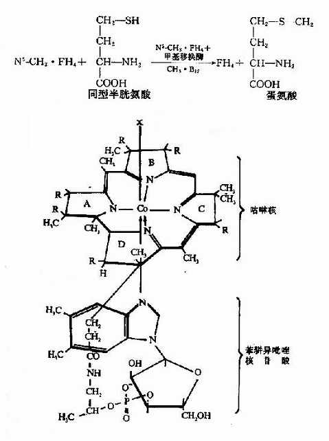 维生素B12的结构