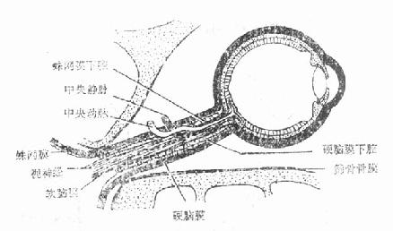 视神经鞘膜与脑膜的关系