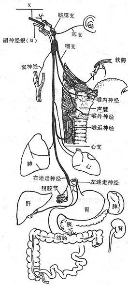 迷走神经的分支