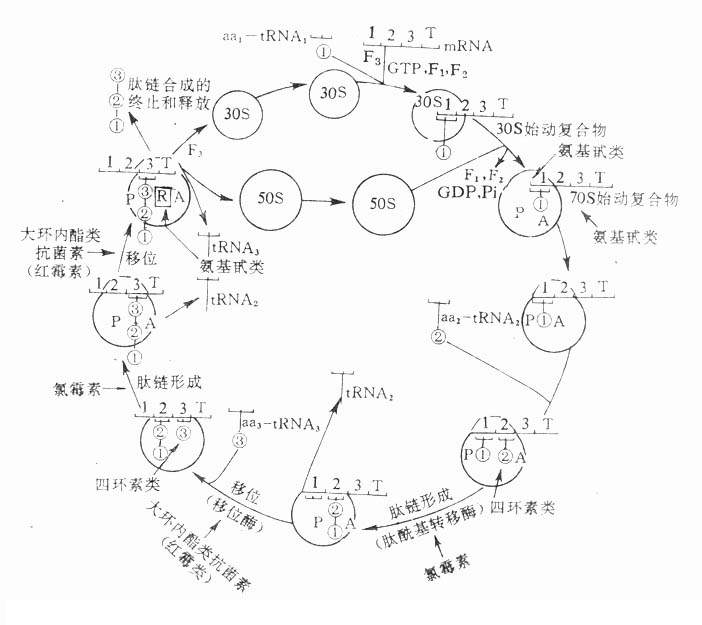 核蛋白体循环及有关抗生素作用部位图解